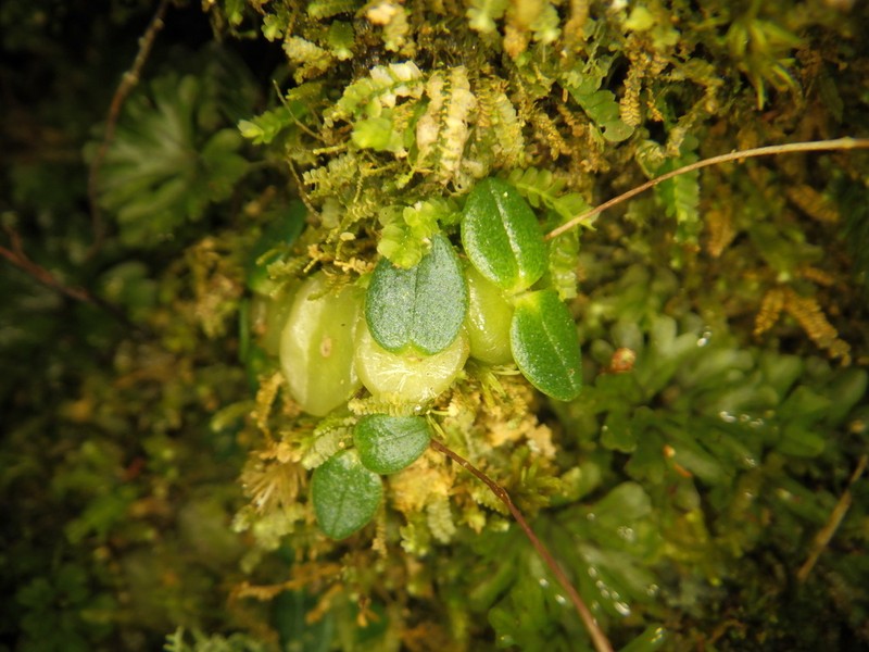 Bulbophyllum sciaphile photo 7