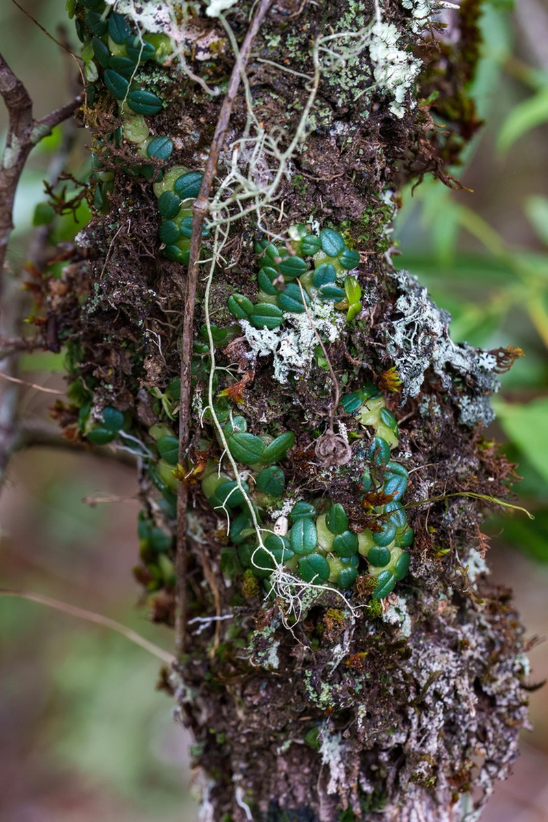 Bulbophyllum sciaphile photo 8