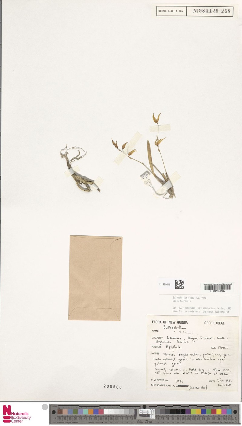 Bulbophyllum scopa