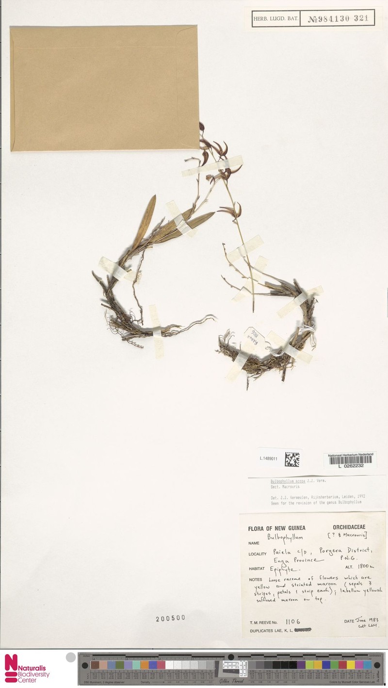 Bulbophyllum scopa photo 2