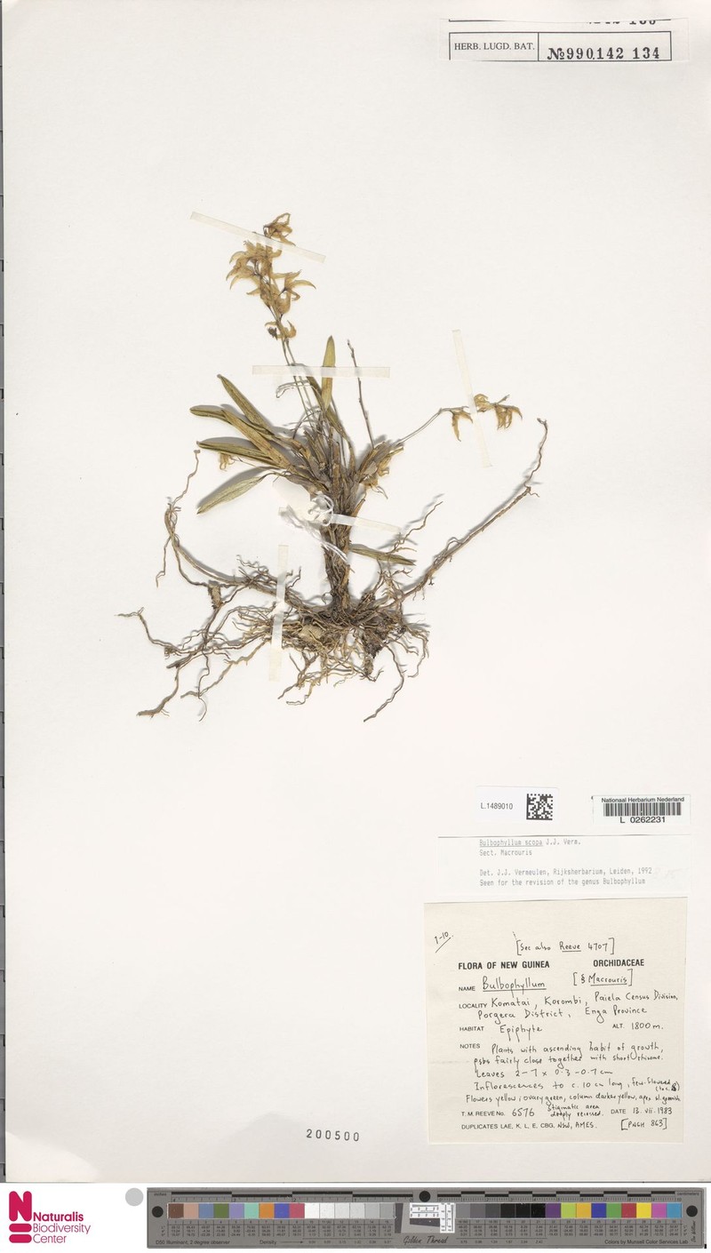 Bulbophyllum scopa photo 3