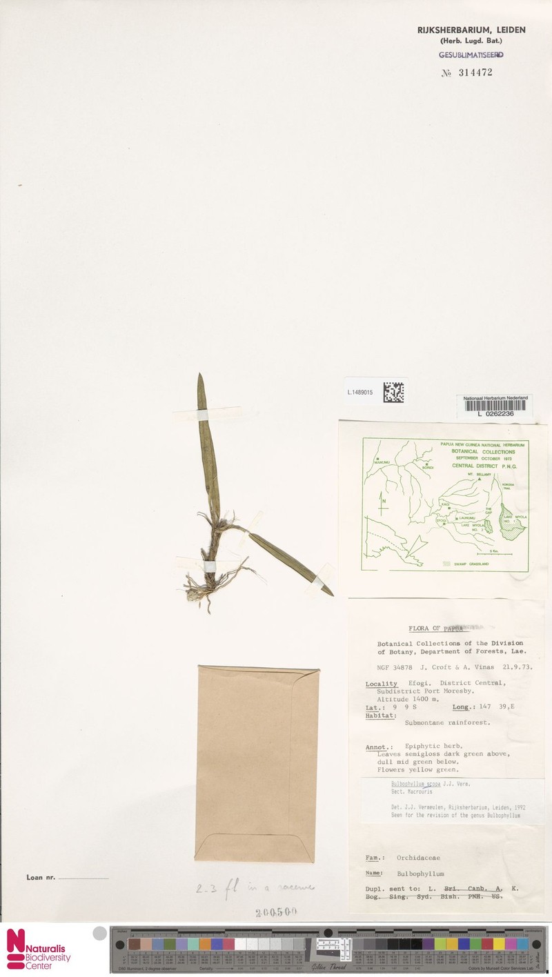 Bulbophyllum scopa photo 4