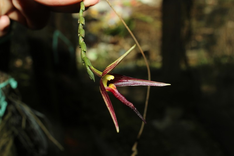 Bulbophyllum scrobiculilabre