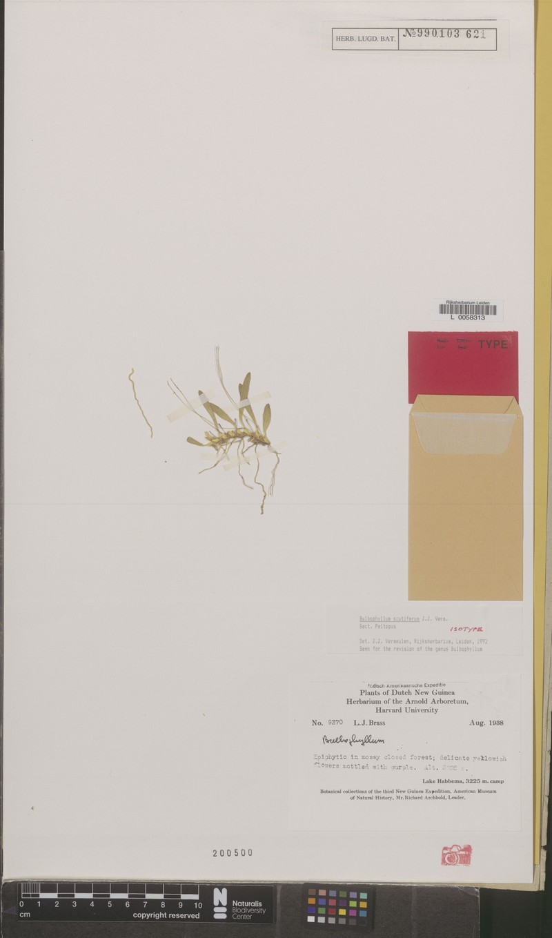 Bulbophyllum scutiferum
