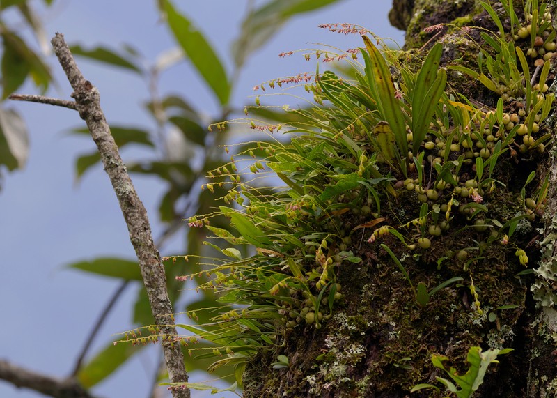 Bulbophyllum secundum