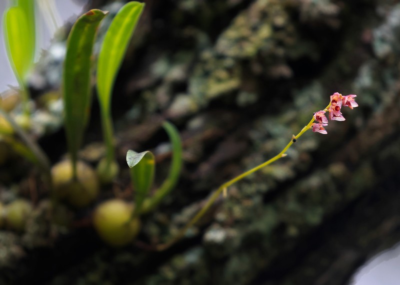 Bulbophyllum secundum photo 2