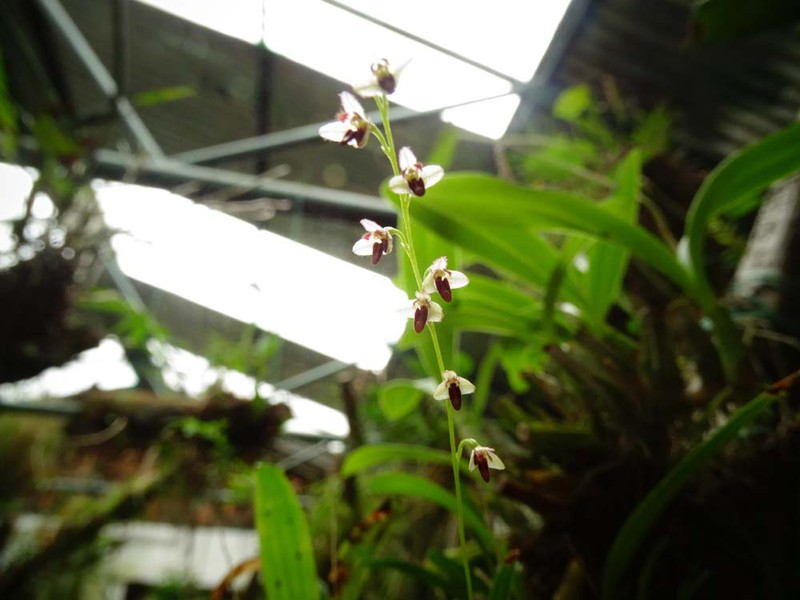 Bulbophyllum secundum photo 3