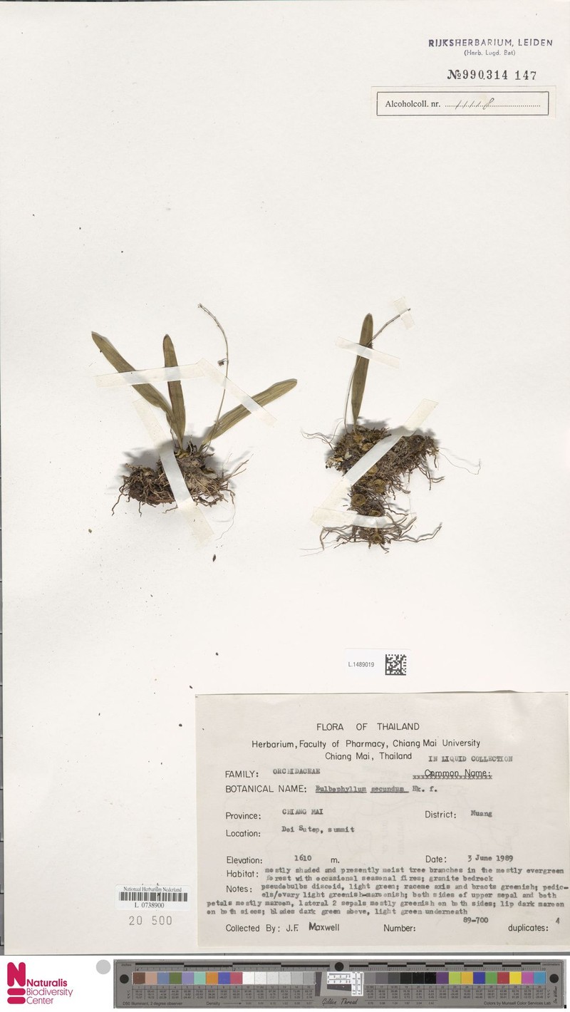 Bulbophyllum secundum photo 4