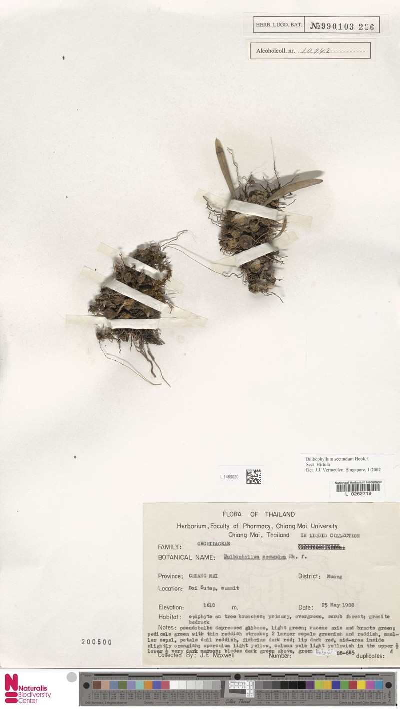 Bulbophyllum secundum photo 5