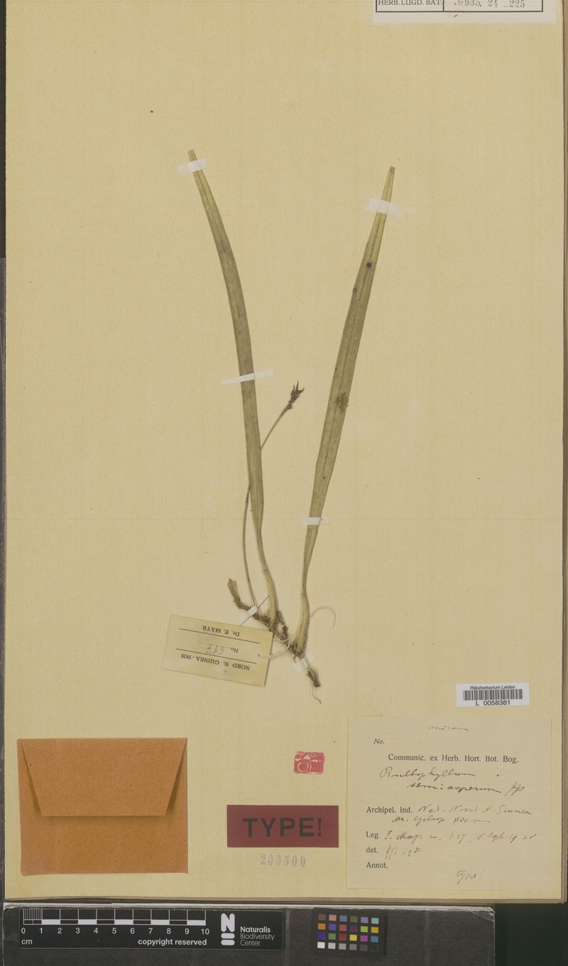 Bulbophyllum semiasperum