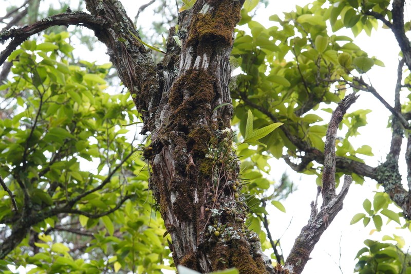 Bulbophyllum semiteretifolium