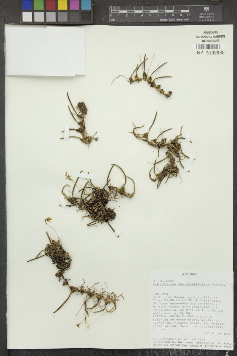Bulbophyllum semiteretifolium photo 2