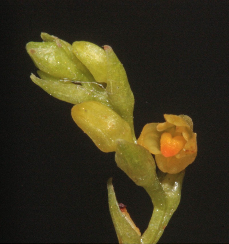 Bulbophyllum sempiternum