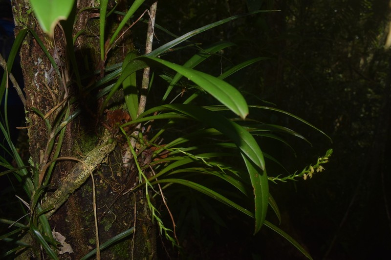 Bulbophyllum sempiternum photo 2