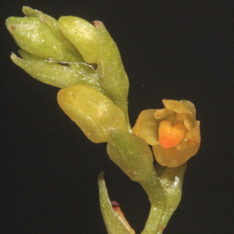 Bulbophyllum sempiternum photo 3
