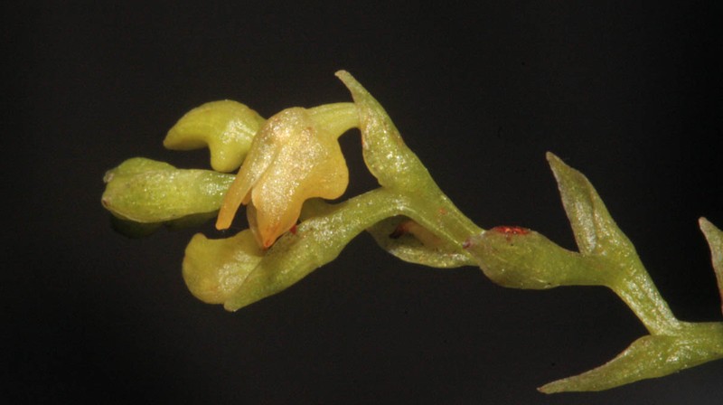 Bulbophyllum sempiternum photo 4