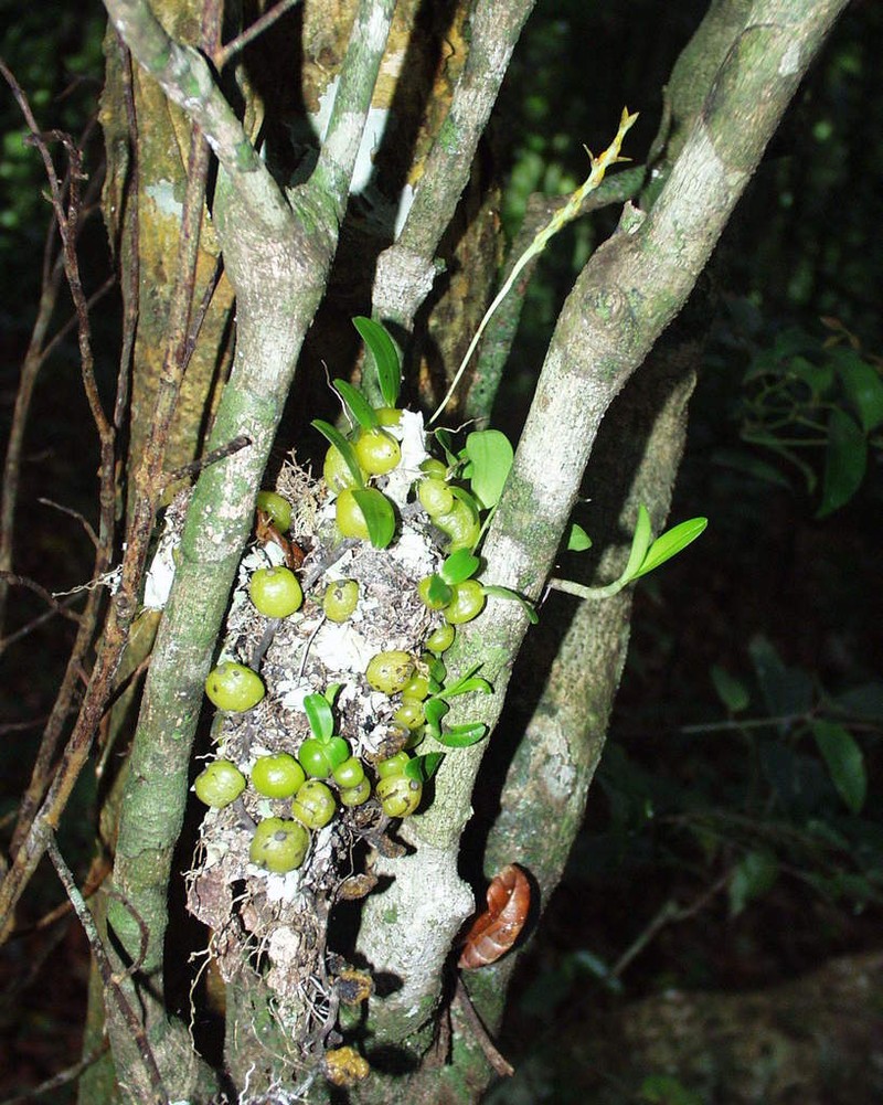 Bulbophyllum septatum