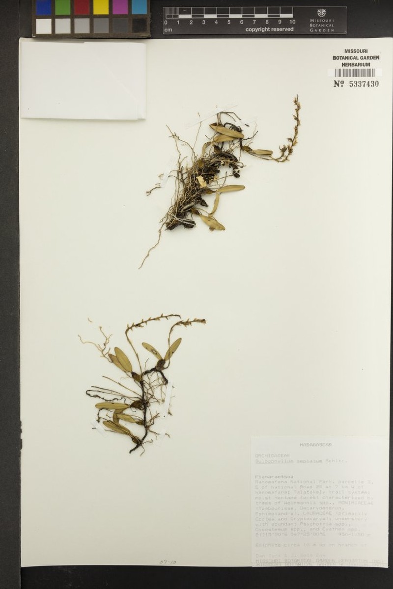 Bulbophyllum septatum photo 3