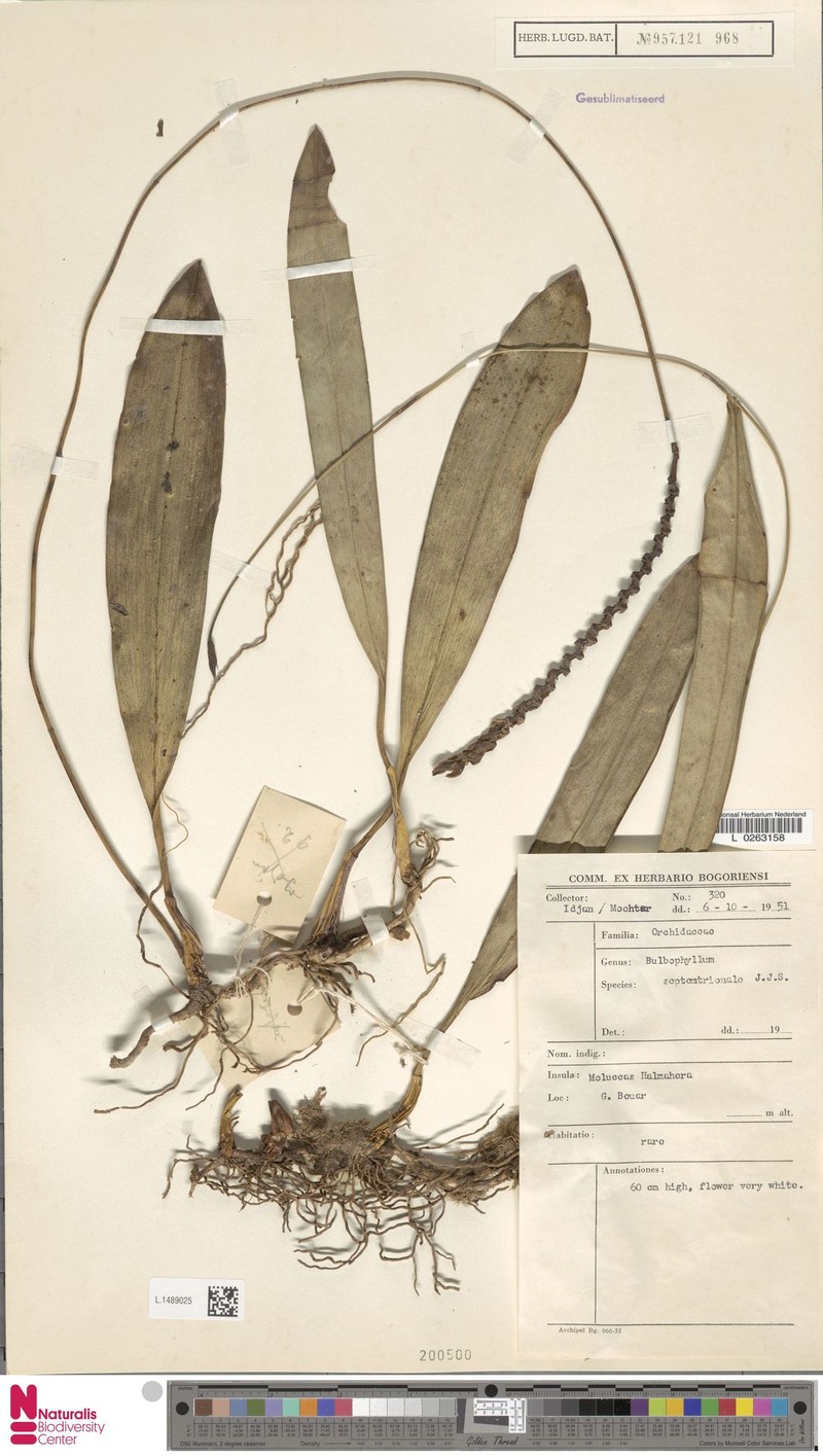Bulbophyllum septemtrionale