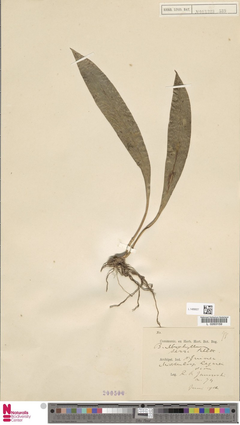 Bulbophyllum serra