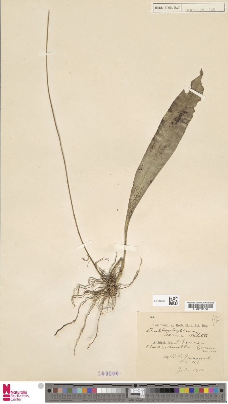 Bulbophyllum serra photo 2