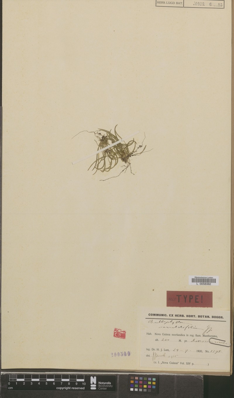 Bulbophyllum serrulatifolium