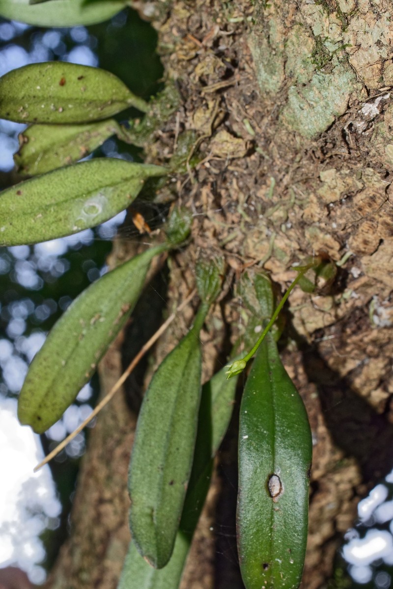Bulbophyllum setaceum