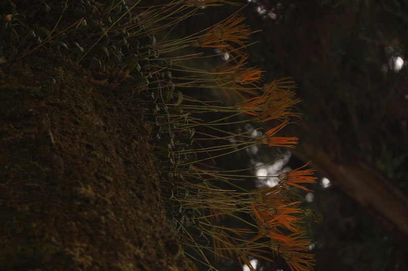 Bulbophyllum setaceum photo 2