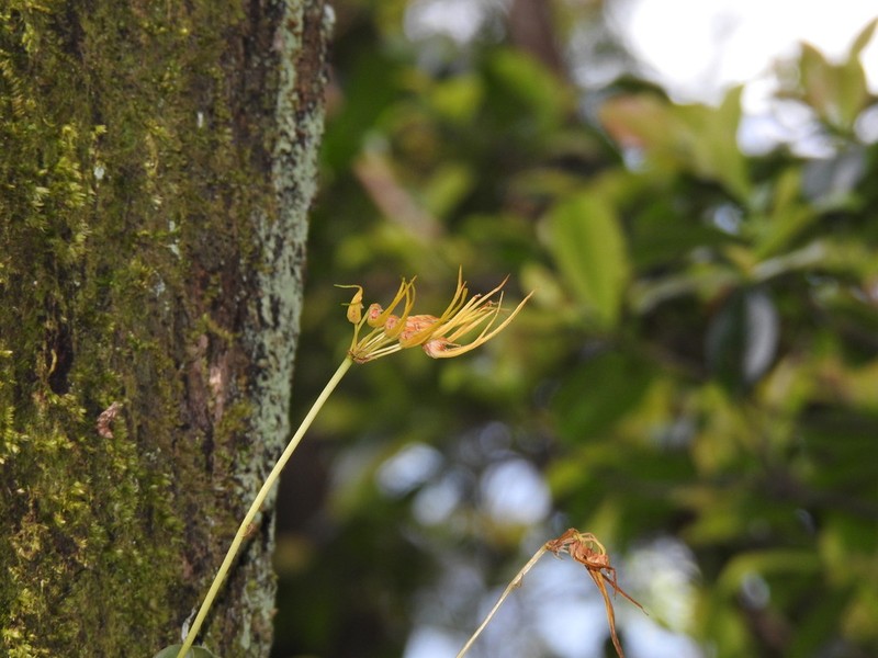Bulbophyllum setaceum photo 3