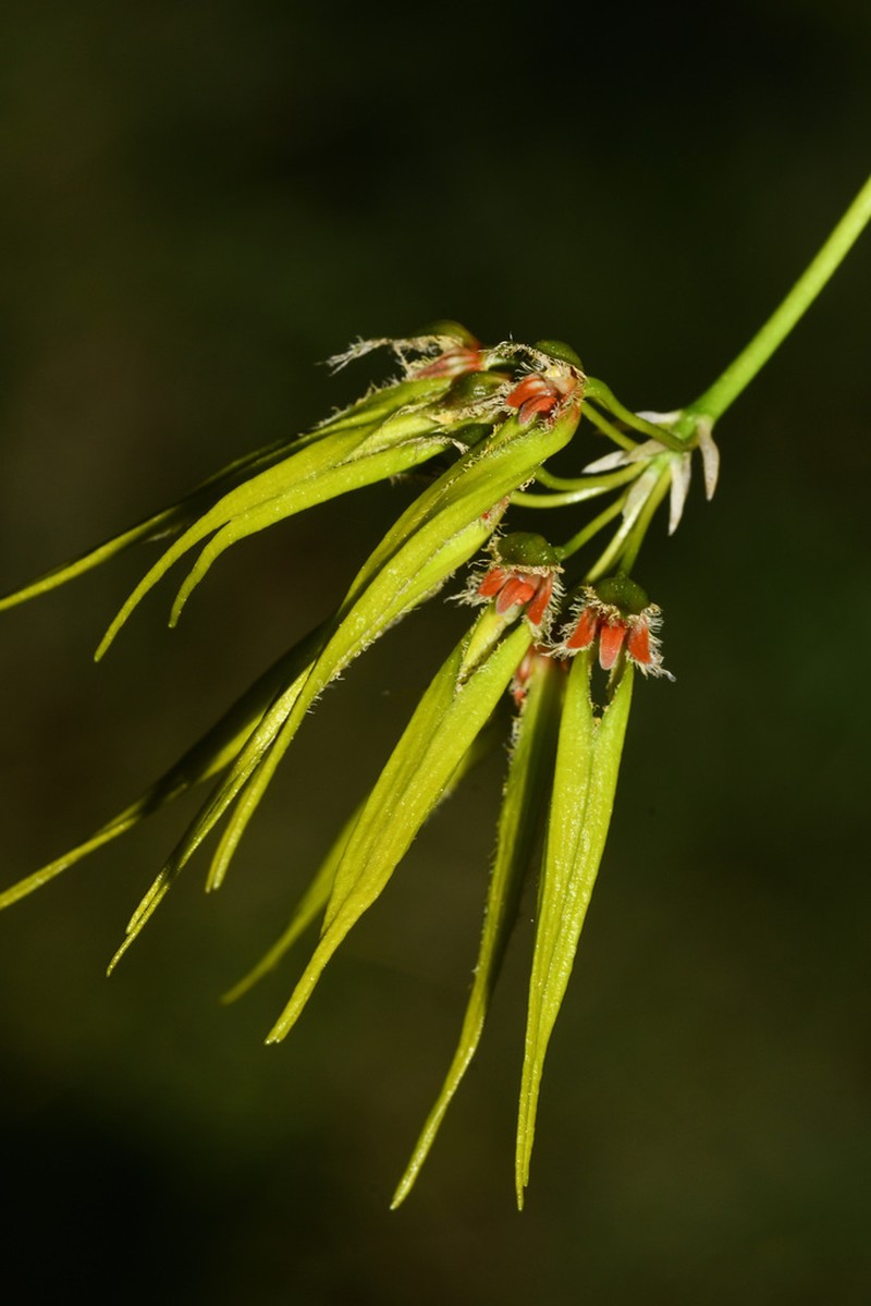 Bulbophyllum setaceum photo 4