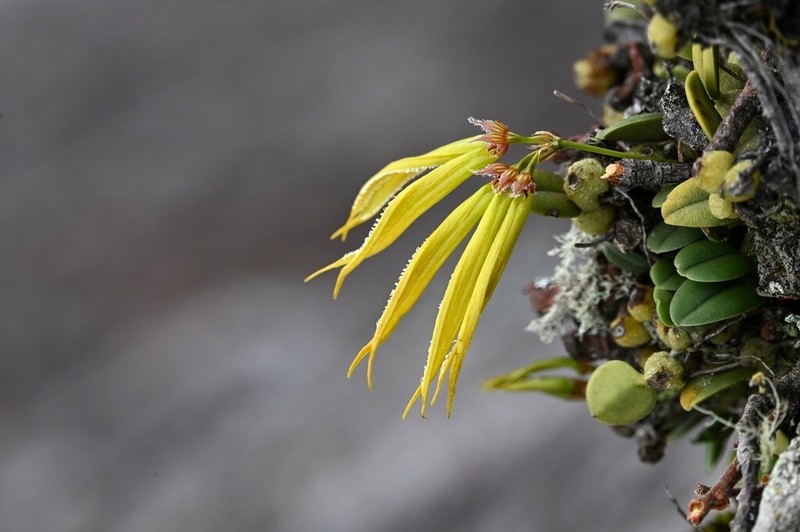 Bulbophyllum setaceum photo 5
