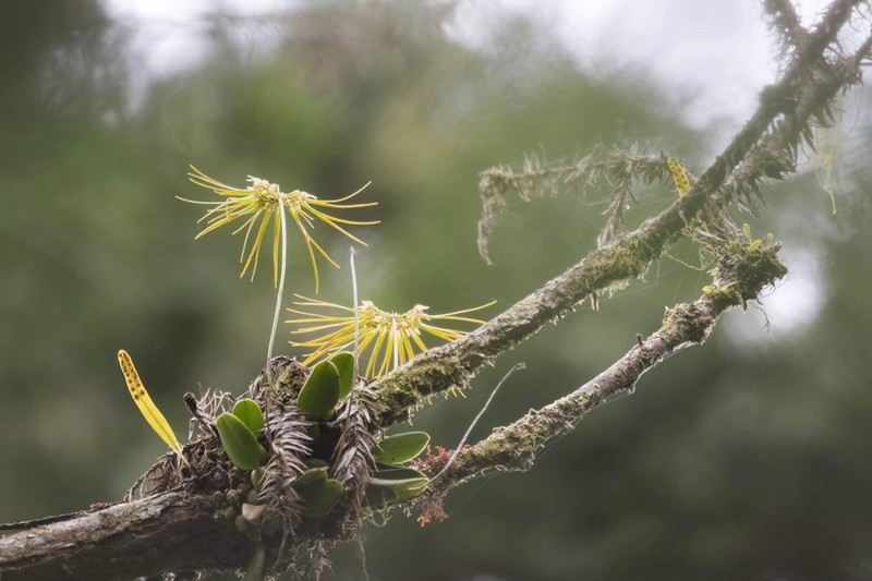 Bulbophyllum setaceum photo 6