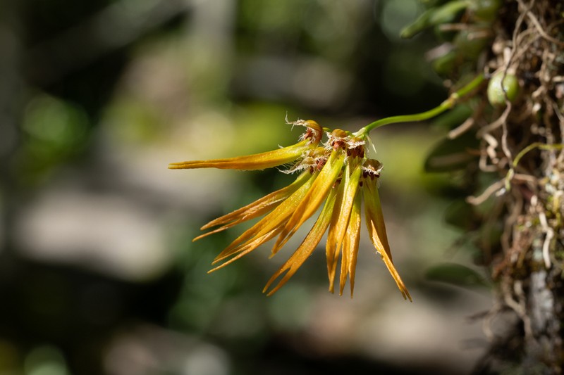 Bulbophyllum setaceum photo 7
