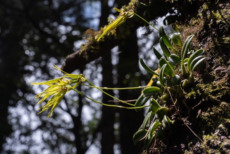 Bulbophyllum setaceum photo 8