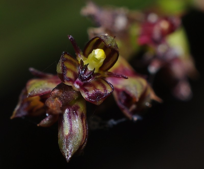 Bulbophyllum setigerum photo 2