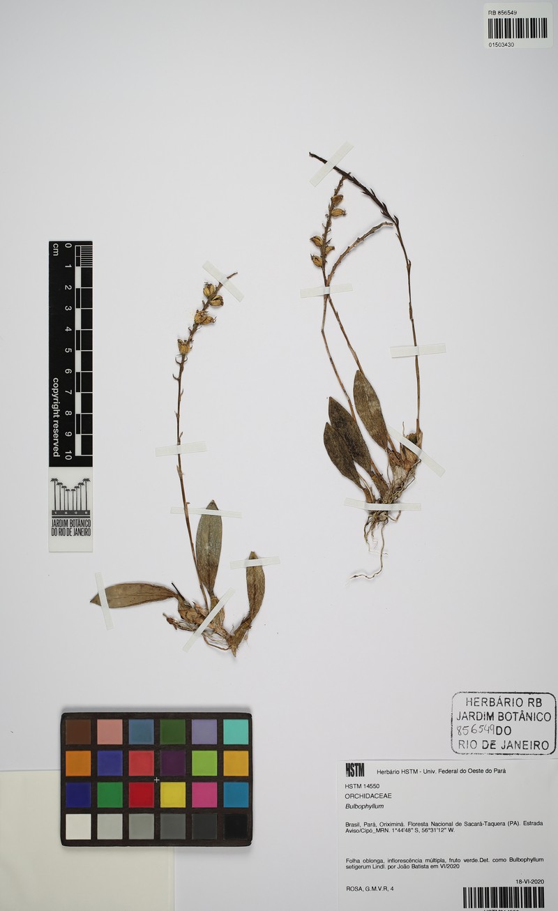 Bulbophyllum setigerum photo 3