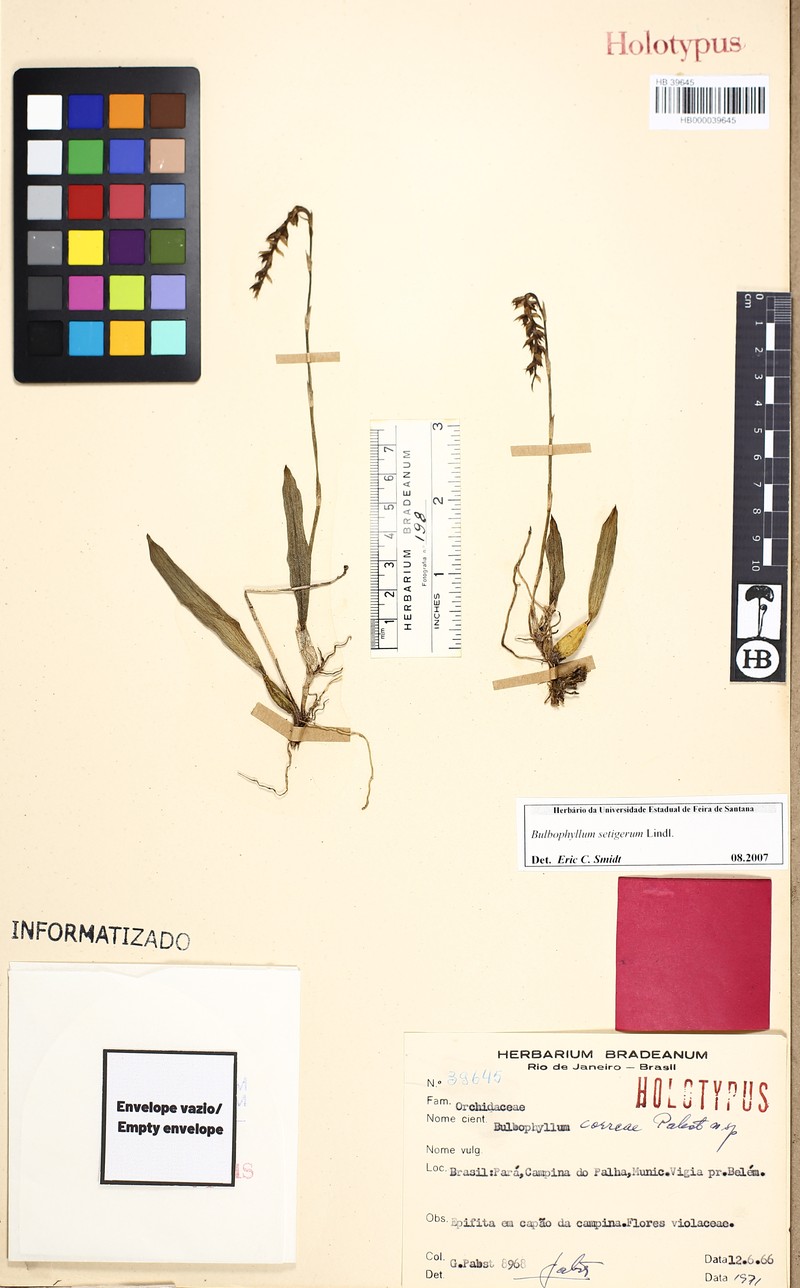 Bulbophyllum setigerum photo 4
