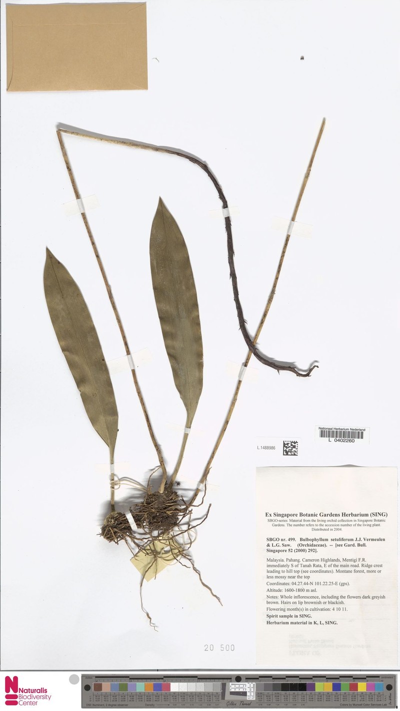 Bulbophyllum setuliferum