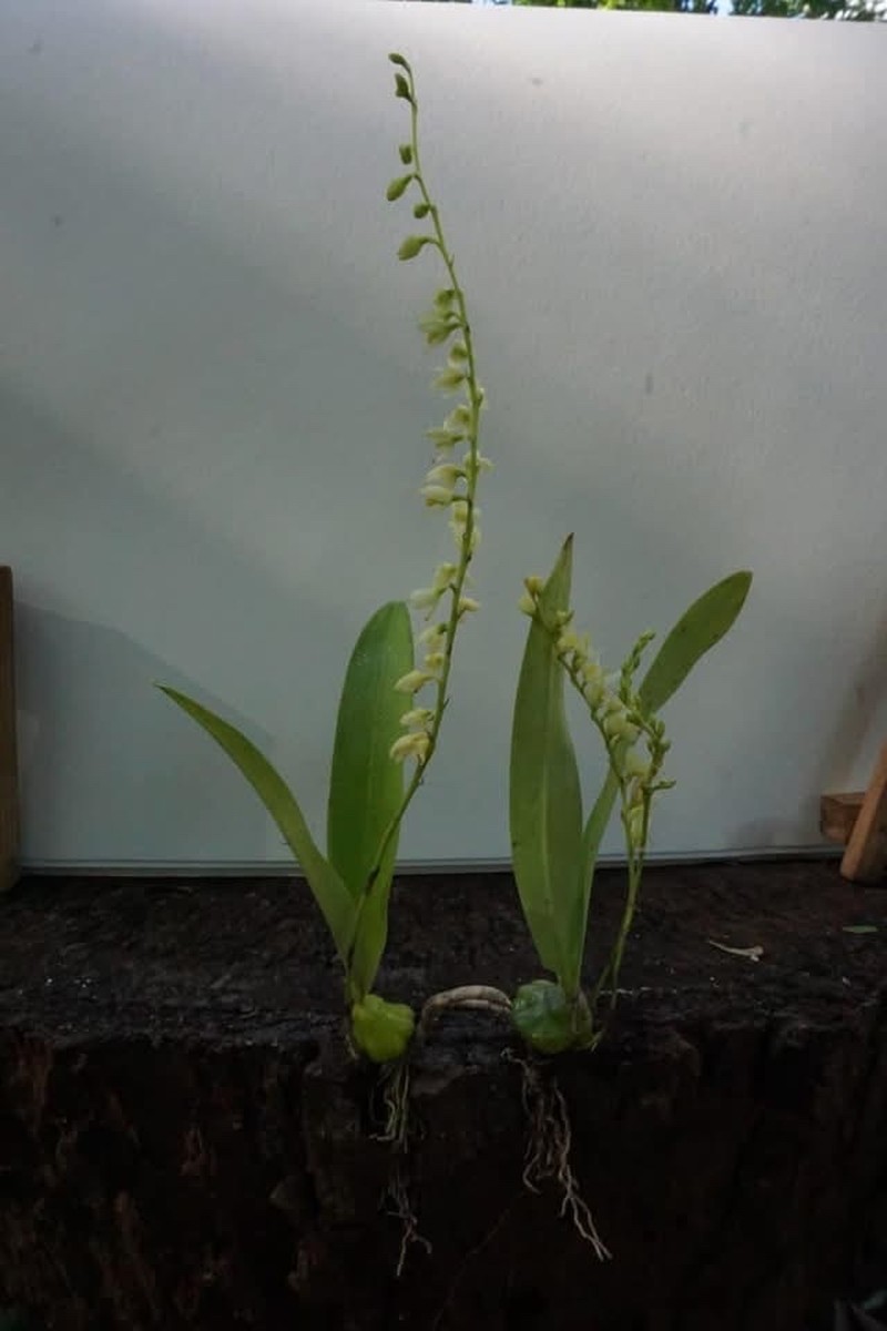 Bulbophyllum shanicum photo 2