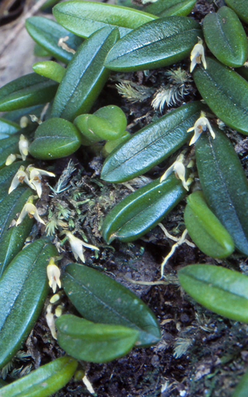 Bulbophyllum shepherdii