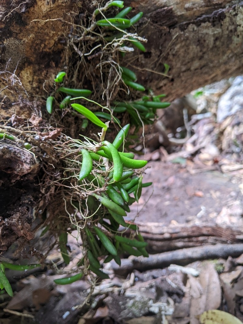 Bulbophyllum shepherdii photo 2