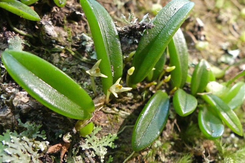 Bulbophyllum shepherdii photo 3