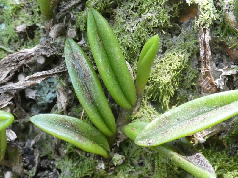 Bulbophyllum shepherdii photo 4
