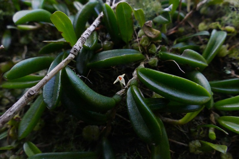 Bulbophyllum shepherdii photo 5