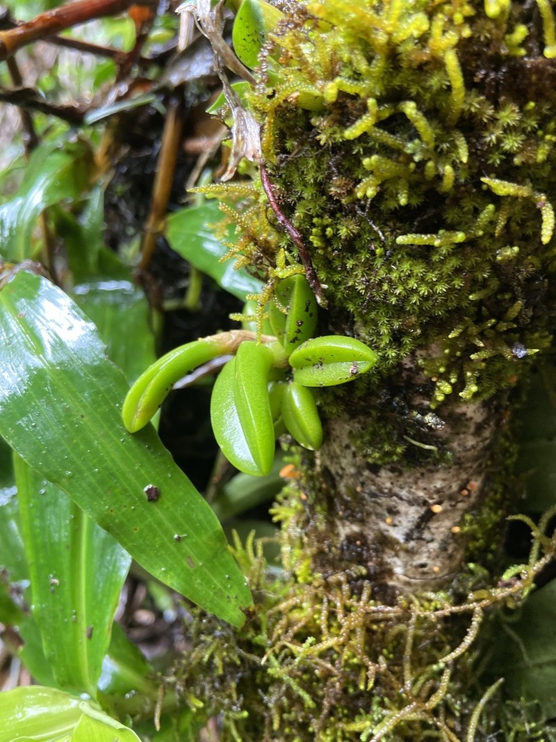 Bulbophyllum shepherdii photo 6