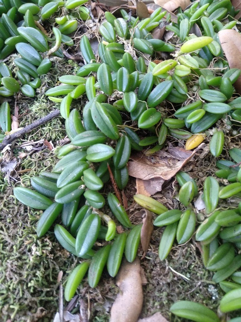Bulbophyllum shepherdii photo 7