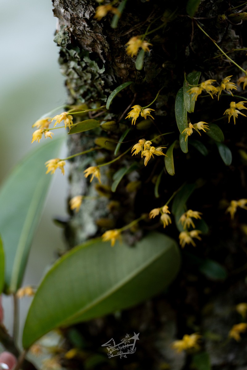 Bulbophyllum shweliense
