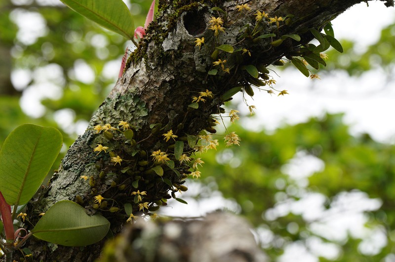 Bulbophyllum shweliense photo 2