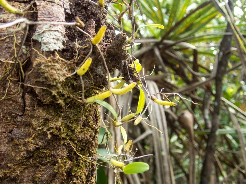 Bulbophyllum shweliense photo 3