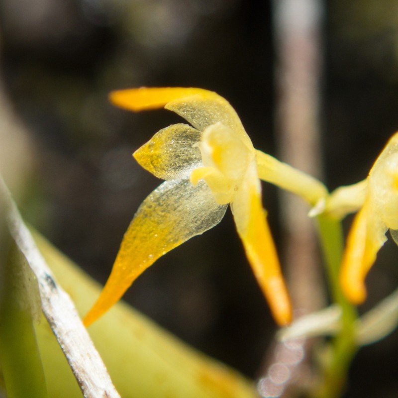 Bulbophyllum shweliense photo 4